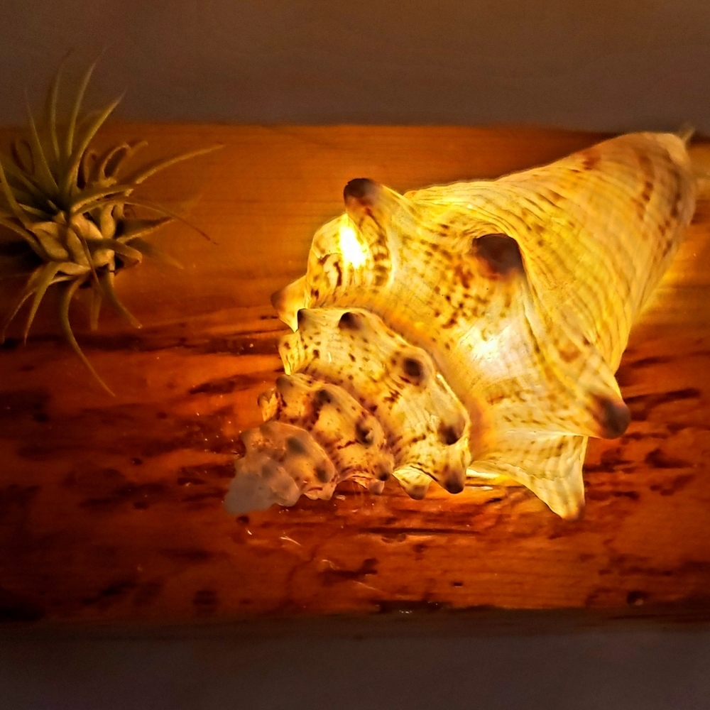 Airplant holder with seashell light